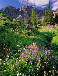 Photography of Utah Mountains and Wildflowers